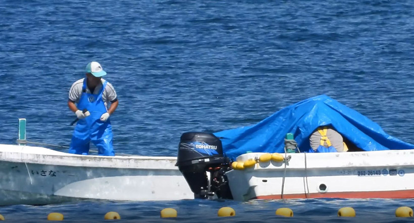 Killer auf der Linken Seite bringt dem anderen Killer rechts unter der blauen Plane einen Hammer, mit dem schlagen und hämmern die Mörder den Delfinen den Eisenstab in die Wirbelsäule