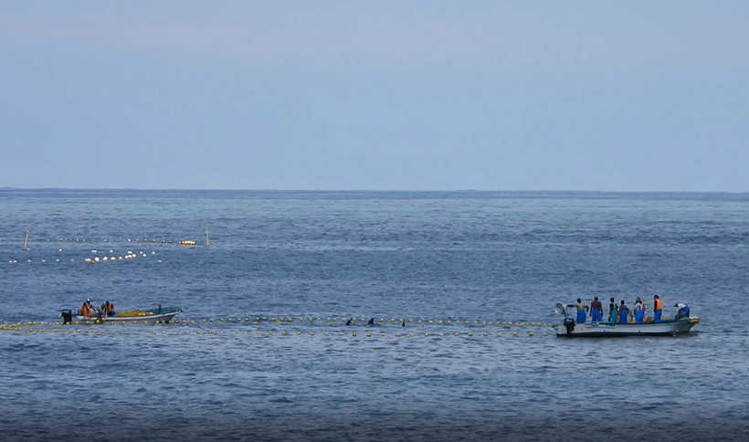Die erschöpfte und total verängstigte Risso's Delfinfamilie nach dem Stunden langen Terror gefangen im of shore Netz