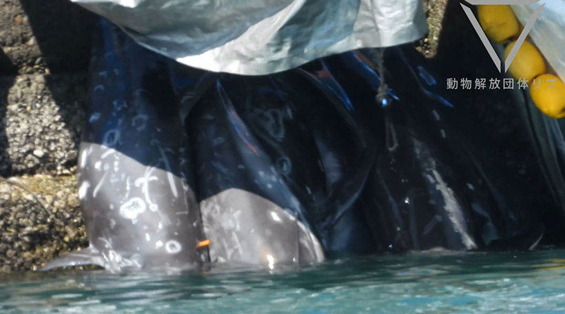 Ermordete Delfinfamilie wird ins Metgerhaus gezogen. Beim Delfin links ist der Zapfen kut zu erkennen, den die Killer den getöteten Delfinen in die Wunde stecken