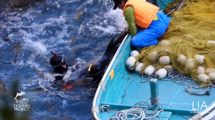 Von einem Taucher aus dem Netz gerissen, schiebt er den Delfin an ein Boot in ein Netz, mit dem der Killer dieses zappelnde, wehrlose Säugetier in den Tod unter die Planen schleppt