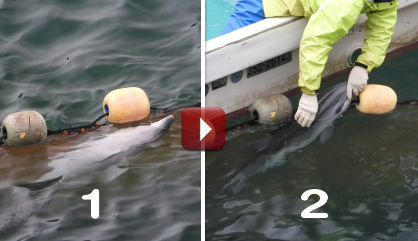 Bild 1: Totes Delfinbaby ertrunken im Netz.
Bild 2: Der Killer weiss genau, dass er von japanischen Aktivisten gefilmt wird, zieht das tote Delfinbaby zu sich ans Boot und bewegt es hin und her, um vorzutäuschen, es wäre noch am Leben 