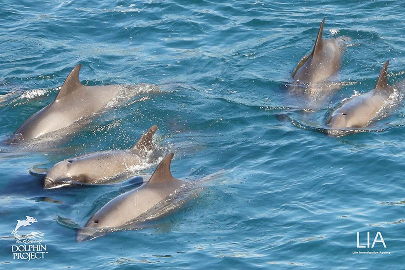 Mütter mit Kälber schwimmen während der unvorstellbaren Gewalt der brutalen Treibjagd um ihr Leben