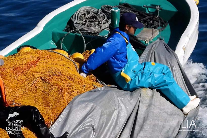 Abtransport mit einem Boot der Leichen der ermordeten Delfine. Die Opfer dieses Verbrechens unter Planen vor den Kameras versteckt