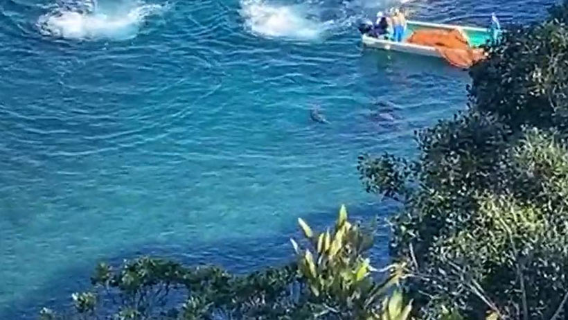 Mit vier Motoren der Boote terrorisieren die Psychopathen der Delfinmafia von Taiji Japan diese verängstigte Delfinfamilie mit brutalster Gewalt und Aggression unter die Planen in den Cetacenozid (Pendant zum Genozid)