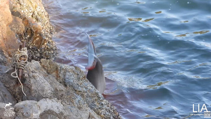 Junger Delfin in der Bucht in Panik geflüchtet, bleibt in einer Felsspalte mit dem Schnabel hängen