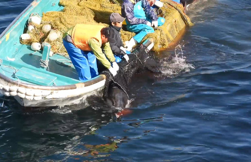 Verletzter Delfin gewaltsam aus dem Netz herausgerissen ans Boot gefessel in den Tod gezogen