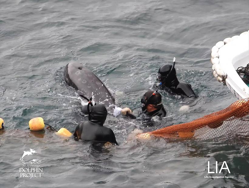 Ein Rissos Delfin verhedderte sich in Panik im Netz, drei Taucher rissen dieses verängstigte Säugetier heraus und stossten in einer Art Wrestling den wehrlosen, sanften Delfin unter die Planen in den Tod