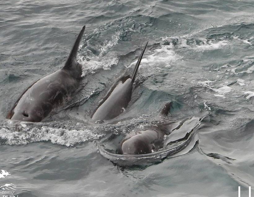 Killer terrorisieren mit ihren Bootsmotoren die Delfinfamilie in die Bucht 