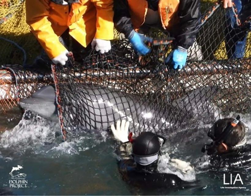 Ein junger, zappelnder Delfin wurde von Tauchern in einer Art Wrestling überwältigt, ans Boot ins schwarze Netz geschoben und von mehreren Killern festgehalten unter die Planen geschleppt