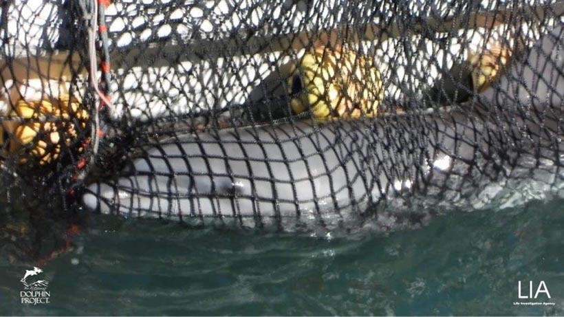 Trauriger Blick eines der heute entführten Opfers der japanischen Delfinmafia von Taiji
