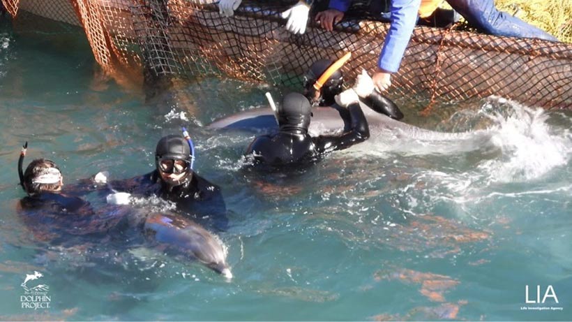 Der grössere Delfine, neben dem Boot festgehalten, könnte ein Hybride sein, vorne halten zwei Taucher einen jugen und kleineren Delfin fest