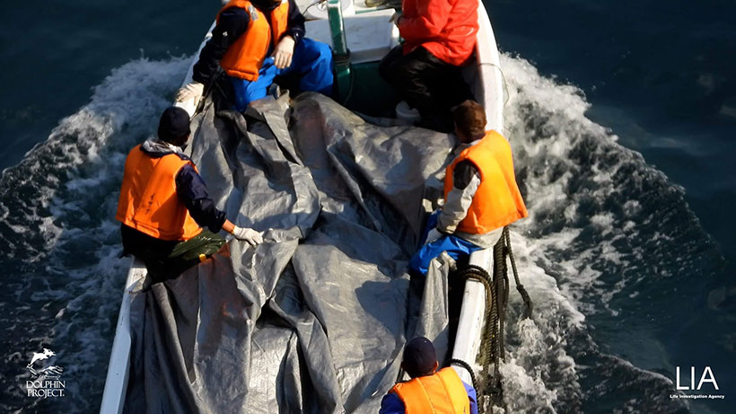 Die Leichen in die Wirbelsäule erstochenen Delfine während des Abtransport mit einem Boot. Ob wirklich alle Delfine tot sind sei dahingestellt. Mit diesem Boot wurden die Deline absichtlich überfahren