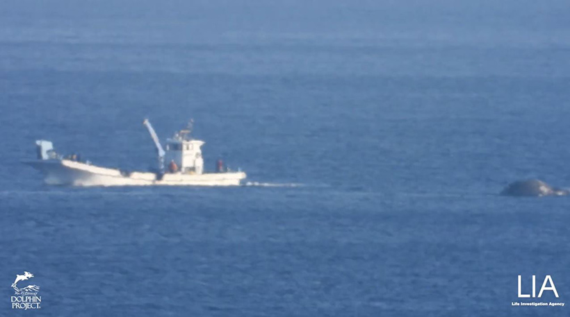 Die Killer zogen den toten Wal auf See hinaus und fuhren davon