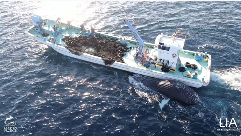 An dieses Schiff, an der Schwanzflosse gefesselt, hat dieser Abschaum von Taiji den Zwergwal "HOPE" angebunden und ertränkt