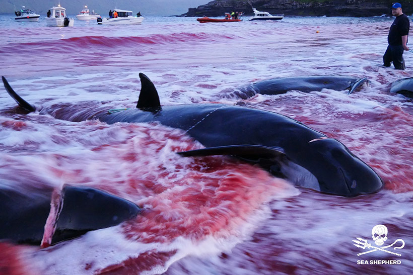 Bild: Sea Shepherd #OpBloodyFjords