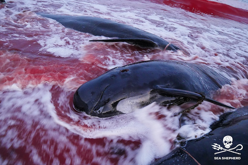 Bild: Sea Shepherd #OpBloodyFjords