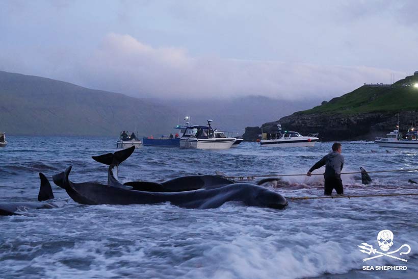 Bild: Sea Shepherd #OpBloodyFjords