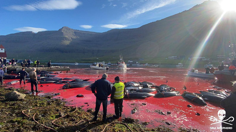 Bild: Sea Shepherd #OpBloodyFjords