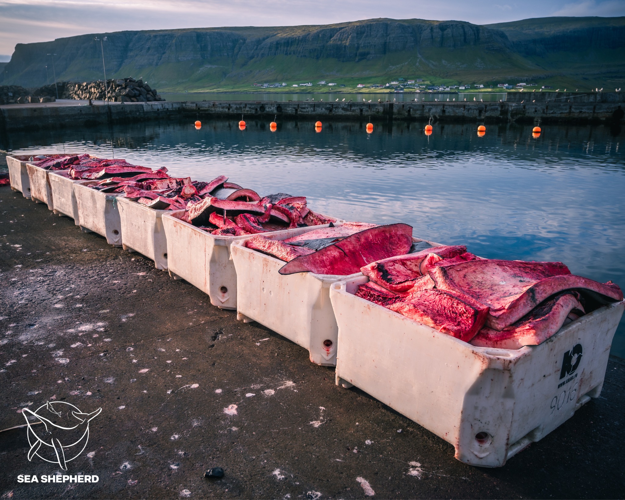 Bild - Sea Shepherd UK Operation Bloody Fjords