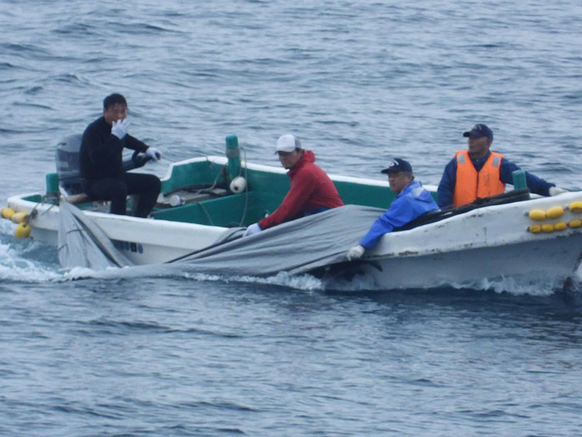 Transport ermordeter Delfine an der Seite des Bootes gefesselt 