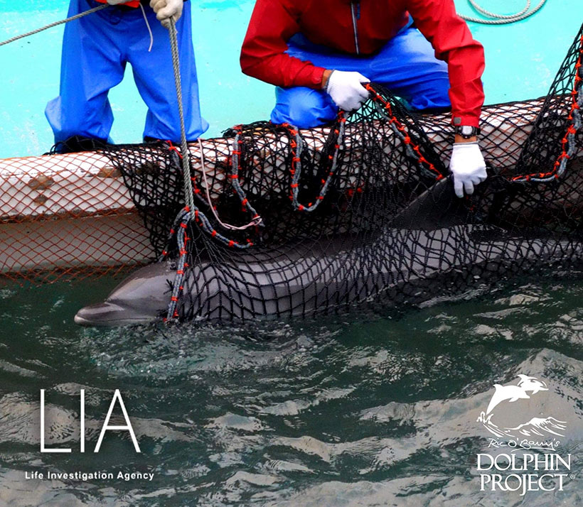 Delfine wurden über viele Minuten lang in schwarzen Nez oder von Tauchern festgehalten. Im schwarzen Netz wurden die wehrlosen Säugetiere unter die Planen geschleppt