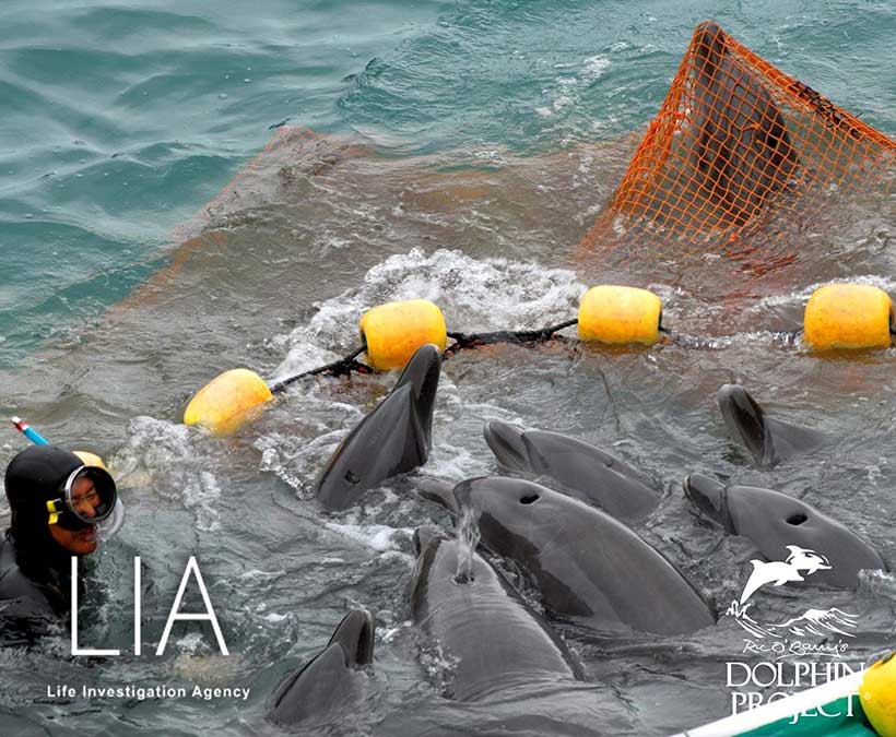 Tortour und Misshandlung um Delfinkinder von ihren Müttern zu stehlen