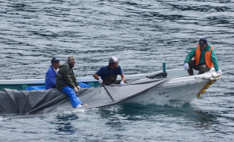Ermordete Risso's Delfine werden ins Metzgerhaus geschleppt. Es ist aber nicht sicher, ob sie wirklich tot sind, Zerstechen der Wirbelsäule führt nicht gleich zum Tod