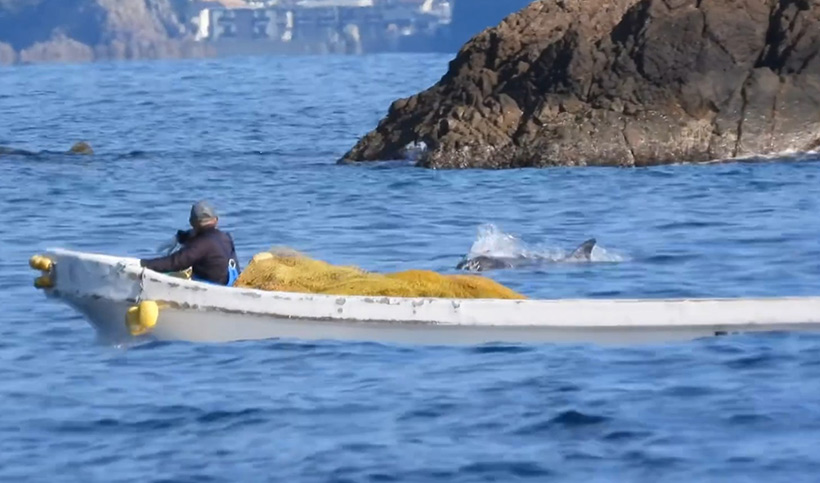 Killer treiben ein paar überlebende erwachsene Delfine ins Meer hinaus, nachdem die meisten ihrer Familie in der Bucht brutal ermordet wurden.