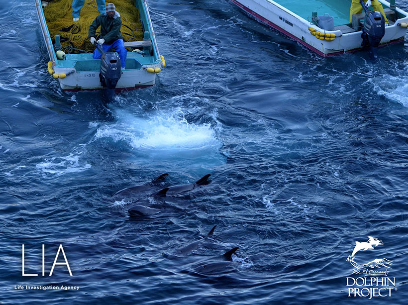 Der japanische Mörderabschaum terrorisiert mit den Bootsmotoren mit unvorstellbarer Brutalität und Gewalt, die wehrlosen, total veränstigten Delfine unter die Planen in die Hände weiterer Psychopathen