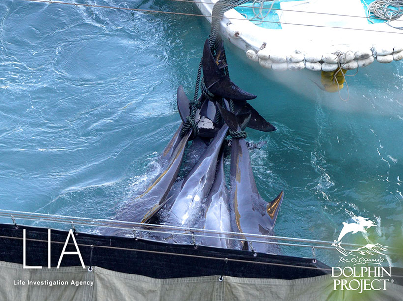Ermordete, vielleicht qerschnittgelähmt noch am leben, werden niedergestochene Delfine an der Schwanzflosse gefesselt mit dem Boot ins Metzgerhaus geschleppt. Die Opfer danach mit Planen abgedeckt, um die japanische Schande des Massenmordes verdeckt zu halten