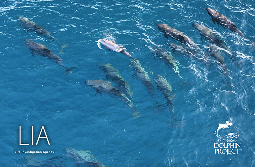 Die terrorsierte Breitschnabel Delfinfamilie mit Drohne gefilmt
