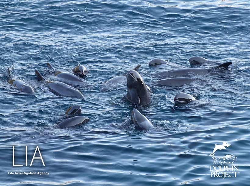 Nach der Treibjagd in die Mörderbucht von Taiji terrorisiert, die Delfinfamilie eng beieinander schwimmend, in totaler Angst und Panik