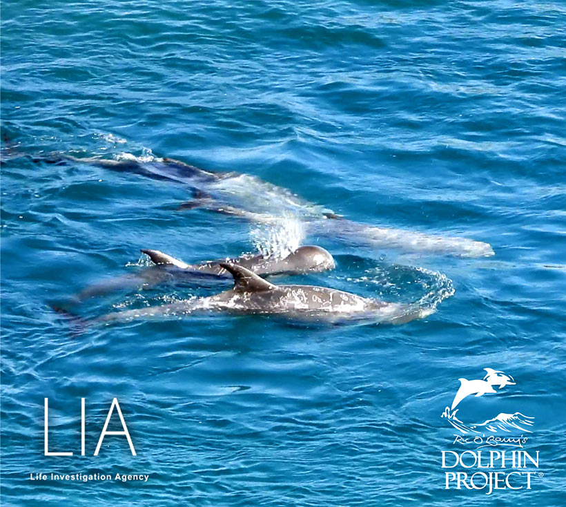 Zwei Risso's war ein junger Delfin mit seine Mutter. Beide wurden nebeneinander unter den Planen am Ufer der Mörderbucht erstochen. 