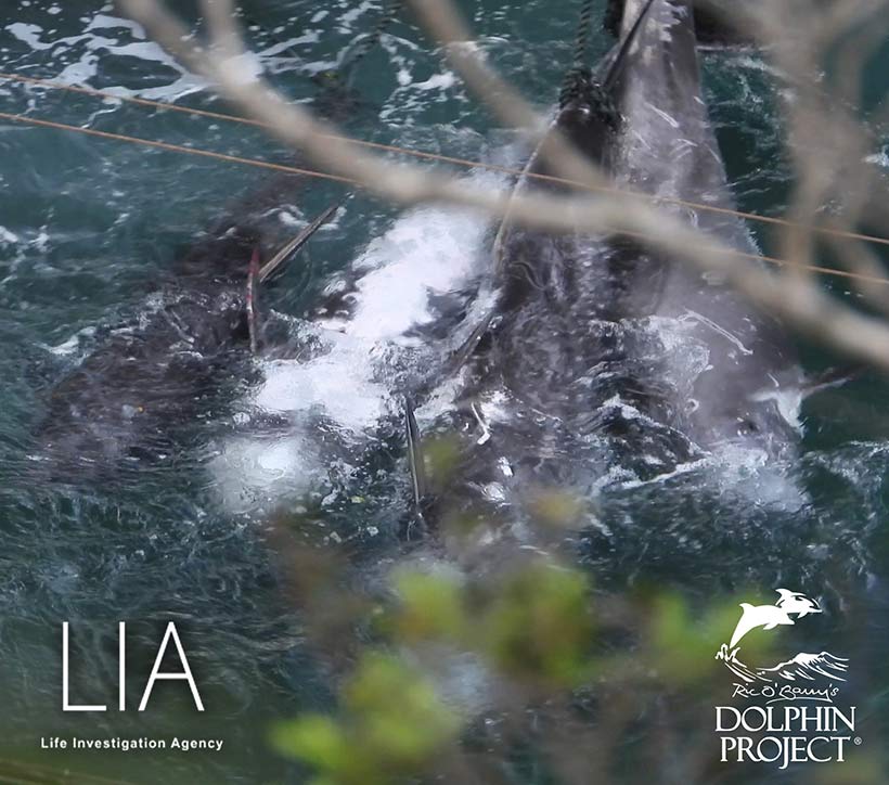 Einer oder mehrere der vier Risso's Delfine, denen Killer am Ufer unter Planen die Wirbelsäule zerstachen, werden lebend mit einem Boot zum Metzgerhaus geschleppt