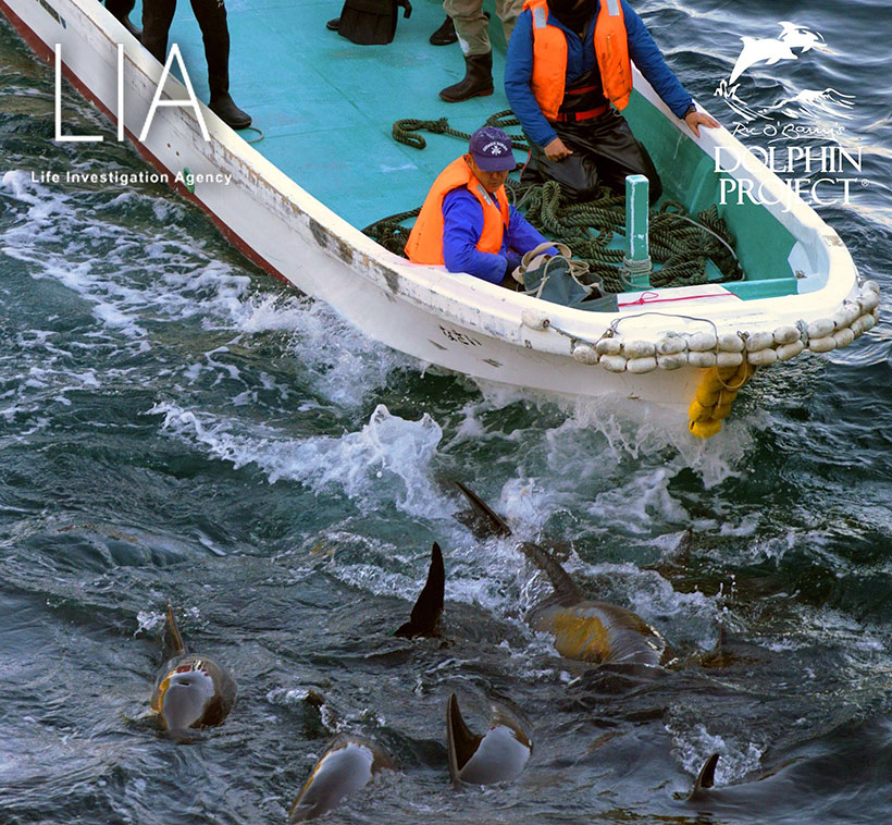 Ozeanterroristen von Taiji überfahren absichtlich die Delfine im Netz, die nicht wegschwimmen können