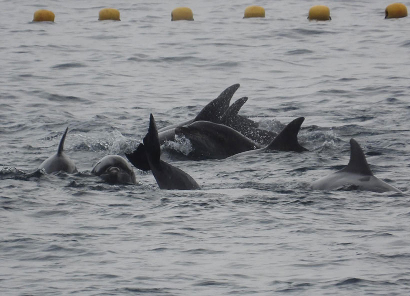 In grösste Angst und Panik versetzt, nach dem die Delfinfamilie in die Bucht der japanischen Meeressäuger-Massenvernichtung-Stadt Taiji terrorisiert wurden