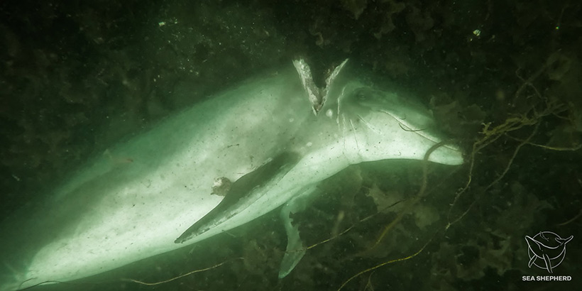 Dieser ermordete Delfin wurde von Sea Shepherd Crew am übernächsten Tag des Massakers am Bodengrund im Hafen entdeckt, nachdem die anderen 99 delfine bereits entsorgt wurden. Die Presse spricht nicht darüber...