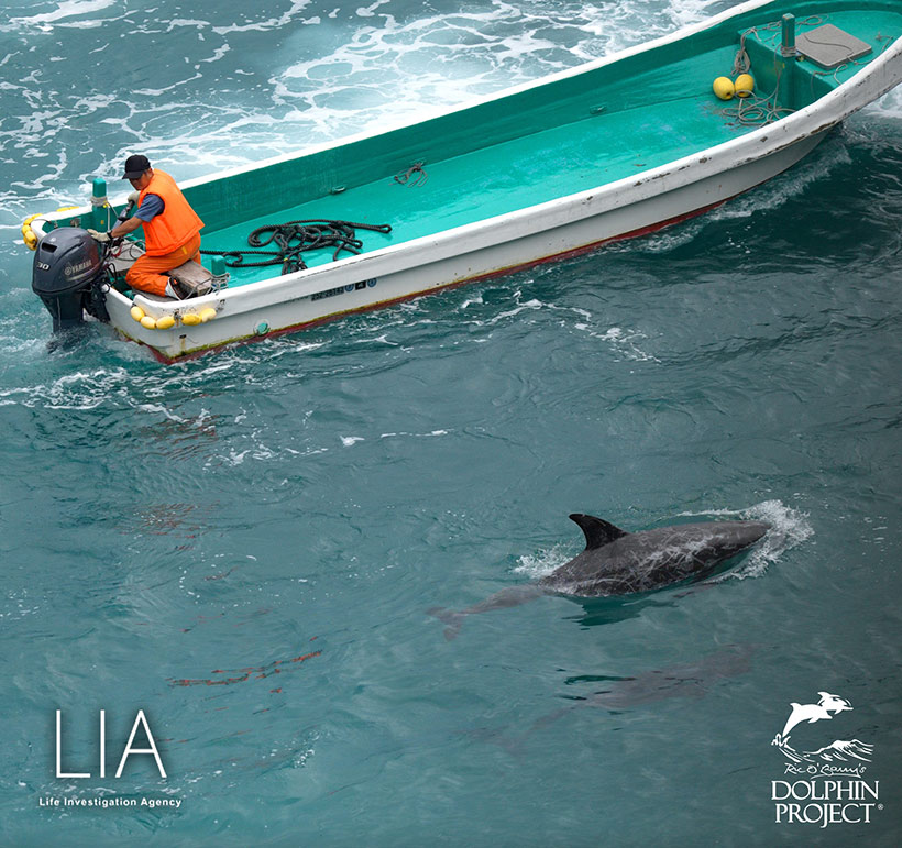 Erwachsener und junger Risso's Delfine während sie vom japanischen Mörderabschaum mit grösster Brutalität terrorisiert wurden.