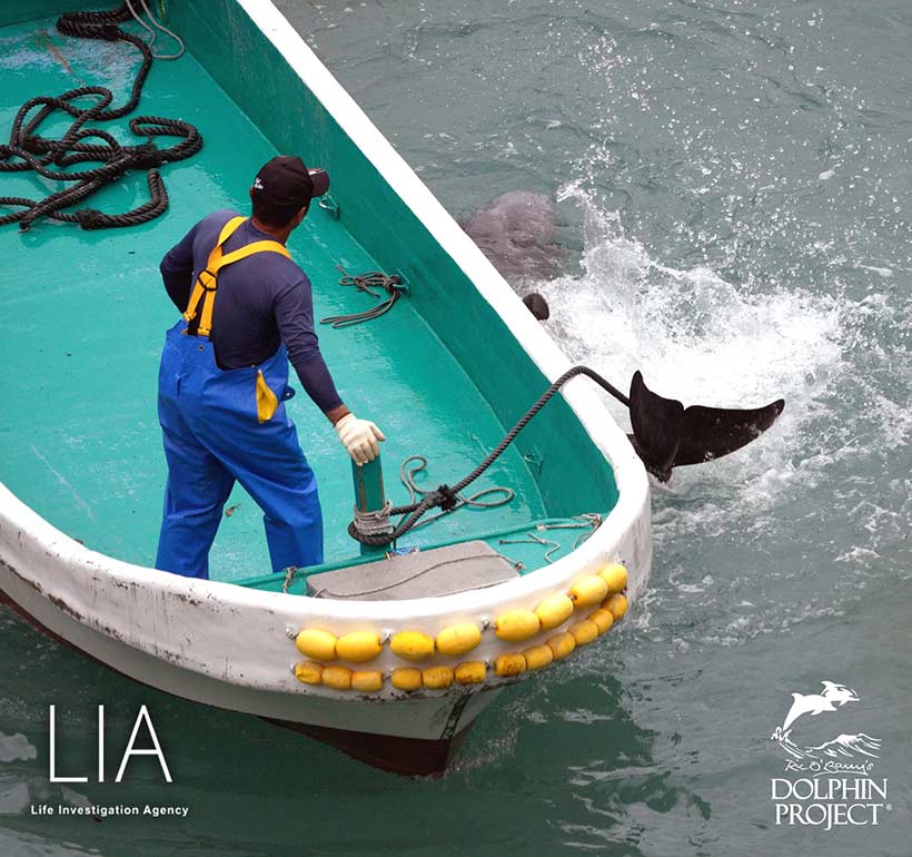 Tortour und Misshandlung, ein Risso's Delfin vom Killer-Abschaum aus dem Netz gerissen, unter die Planen in den Tod geschleppt