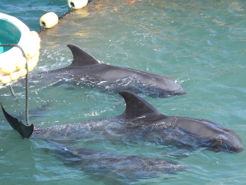 Ans Boot gefesselt, schauten sich die Delfine immer wieder gegenseitig an, redeten auf Delfinisch miteinander, es sah aus, als wüssten sie, dass sie sterben werden und sie sich voneinander verabschieden 
