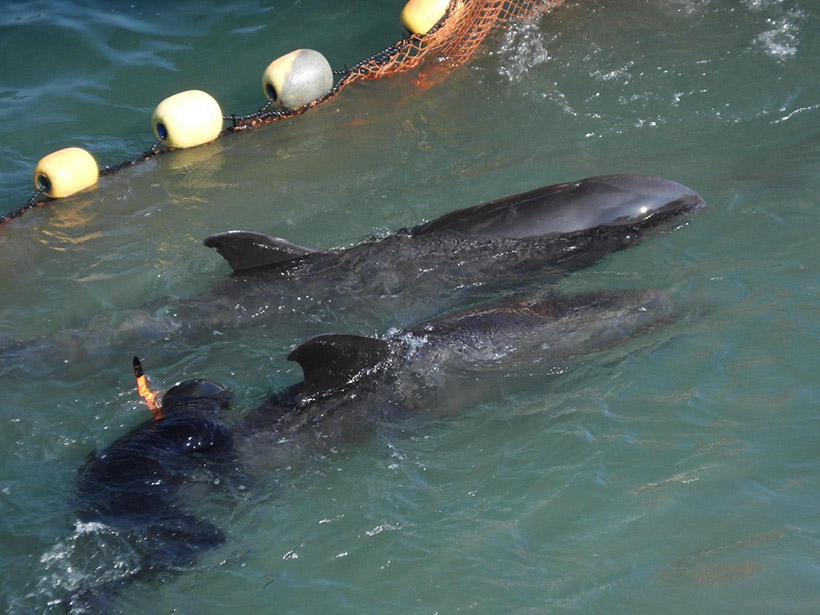 Wehrlos, in Panik und völlig erschöpft, wurden die Breitschnabel Delfine mit grösster Gewalt misshandelt