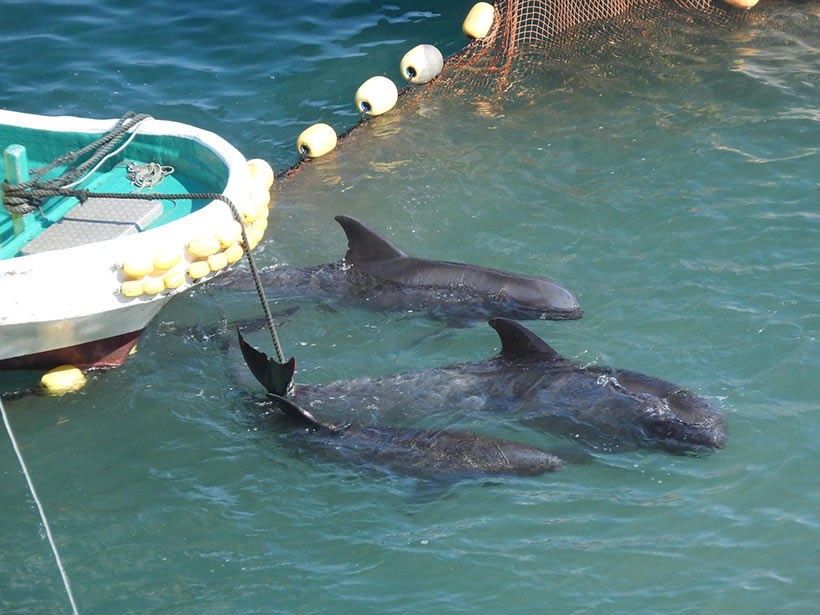 An Boote gefesselt, ertranken mindestens dokumentierte Delfine, die bereits schon durch die lange und brutale Treibjagd völlig erschöpft und entkräftet waren