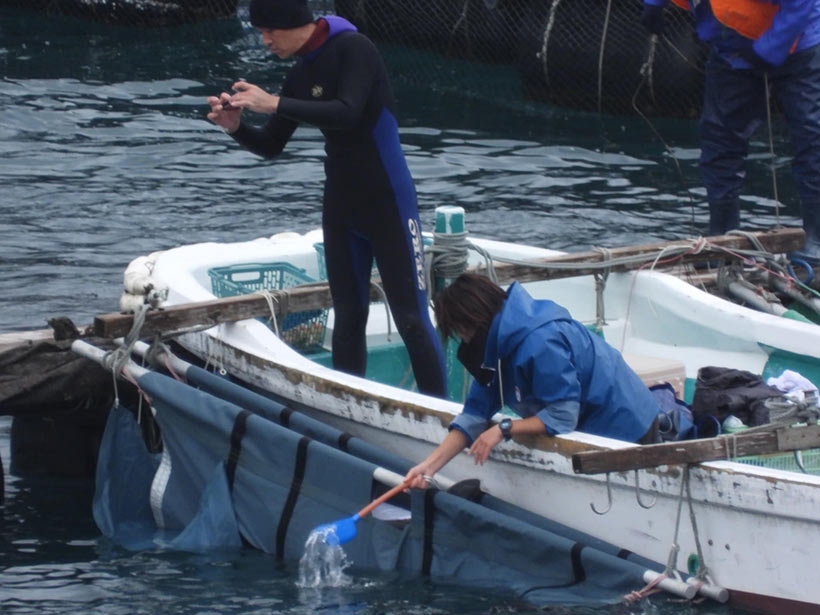 Bild by Kunito Seko: Scheinheilig täuschen Mitglieder der japanischen Delfinmafia vor Kunito's Kamera vor, sie würden entführte Delfinkinder pflegen und gut mit ihnen umgehen. Wir sehen aber im Allgemeinen nur das Gegenteil, ruppig und brutal gehen sie mit entführten Delfinkindern um
