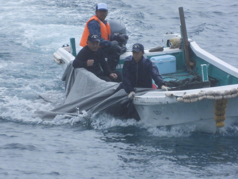 Es ist sehrwahrscheinlich, dass mit diesem Boot 3-4 getötete Babydelfine ins Metzgerhaus transportiert wurden
