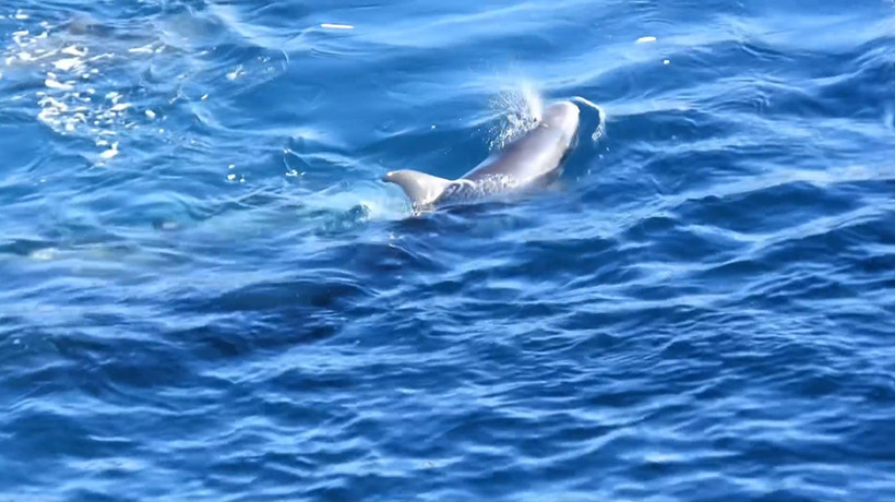 Junger Risso's Delfin völlig verängstigt und in Panik während der Gewalt durch den japanische Delfin-Quäler-Abschaum