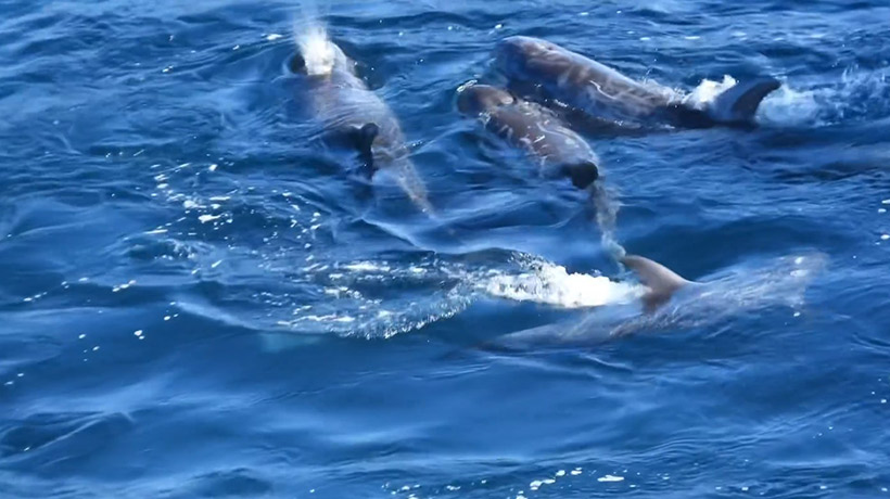 Im letzte Moment als Risso's Delfine Familie, drücken sie sich total verängstigt Teenager während des verbrecherischen Terrors in der Bucht aneinander