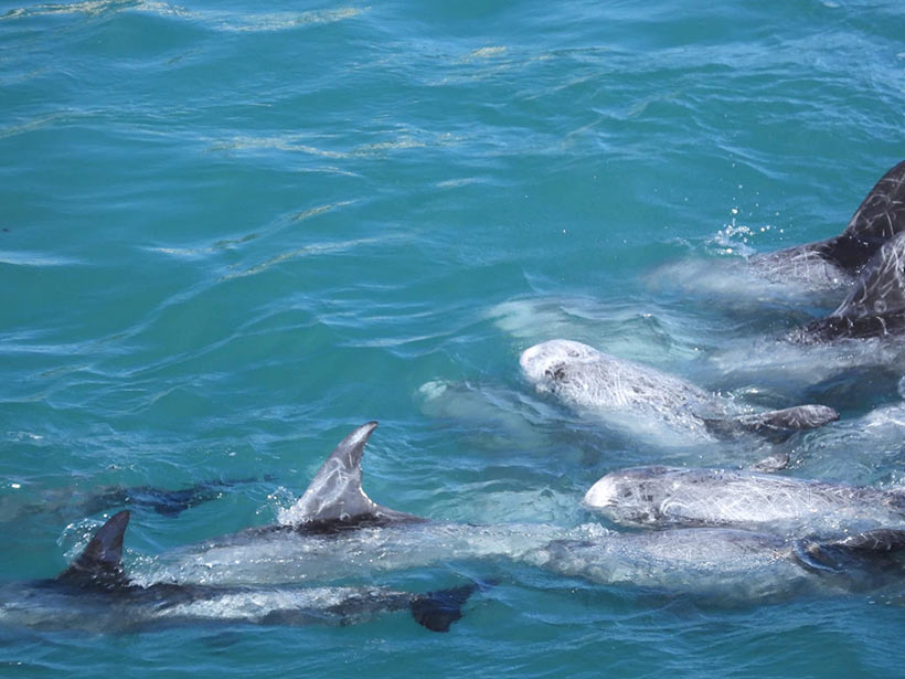 Eng aneinander gedrängt , total verängstigt und in Panik, versuchen die Risso's Delfine einander zu trösten, während der japanesische Mörder-Abschaum sie mit den Bootsmotoren aggressiv und mit grösster Gewalt an den Strand in den Tod terrorisiert