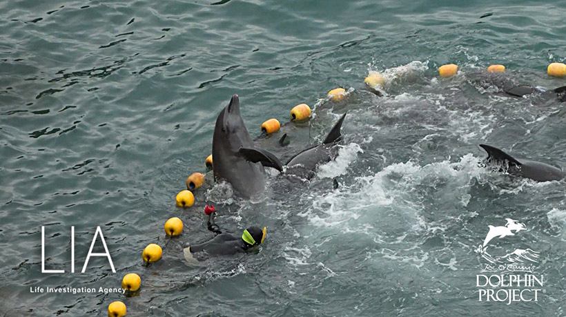 Delfine in Panik . Praktisch jeder Delfin ist durch den Terror und die Gewalt der japanischen Monster verletzt