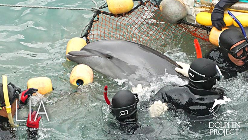 Bild: Das Lachen der Delfine ist eine physiologische Täuschung der Natur. Deses Delfinkind hat grösste Angst und Panik, wird gewaltsam festgehalten, ins Netz gefördert, unter die Planen geschleppt und entführt - und trotzdem sieht es aus, als ob es lachen würde