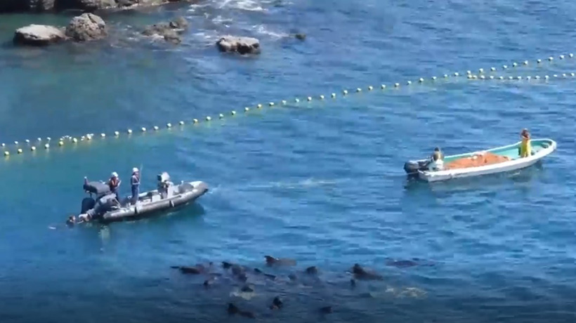 Der Staat Japan ist direkt in den Verbrechen in Taiji involviert, was das Gummiboot Polizei beweisst